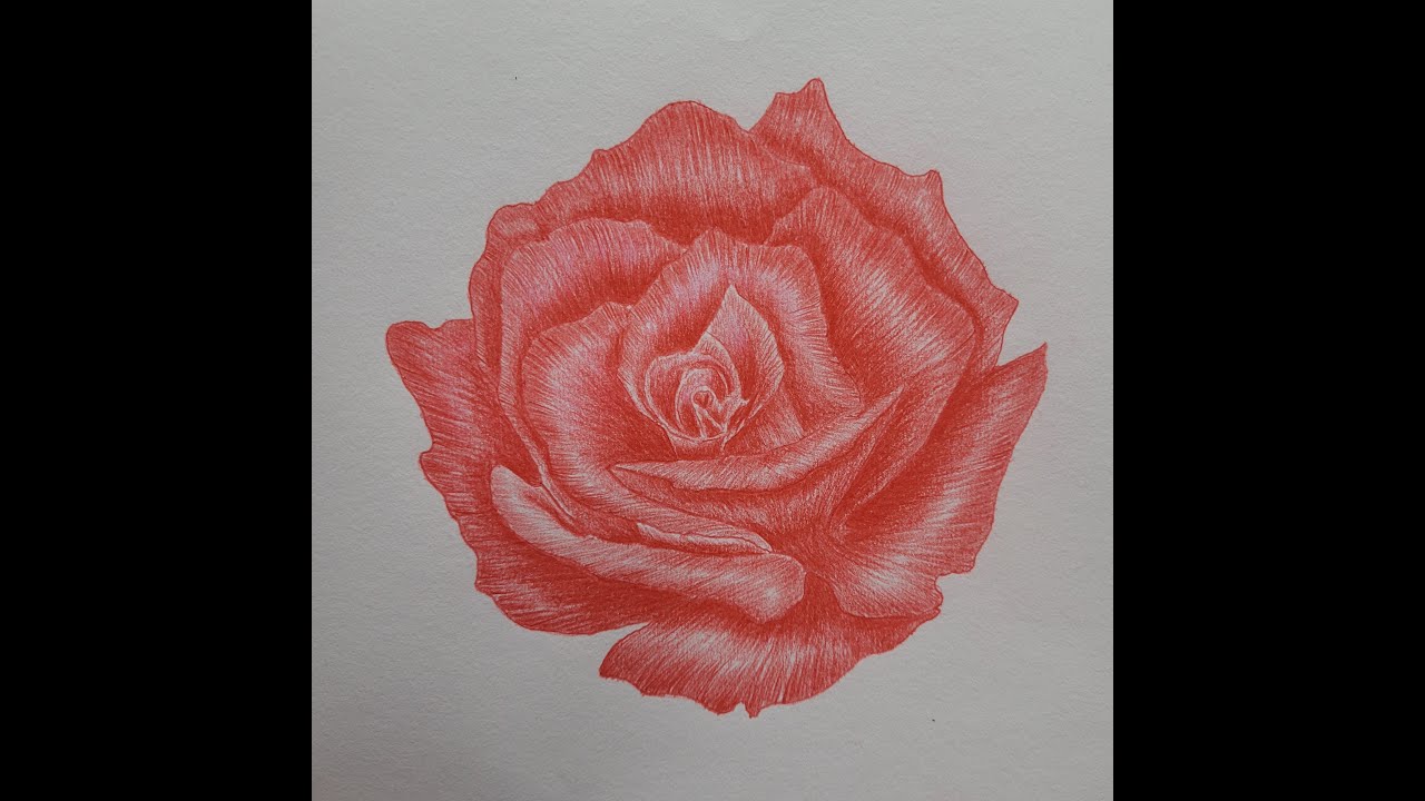 How to draw a Rose/ Shading Technique - YouTube