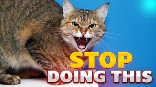 20 Things You Must Stop Doing Right Now To Keep Your Cat Safe