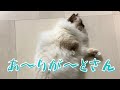 感謝の気持ち【あ〜りが〜とさん】(バーマン猫)Birman/Cat