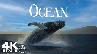 Красивый вид на океан: расслабляющая музыка и видео красивой природы (видео 4K Ultra HD)