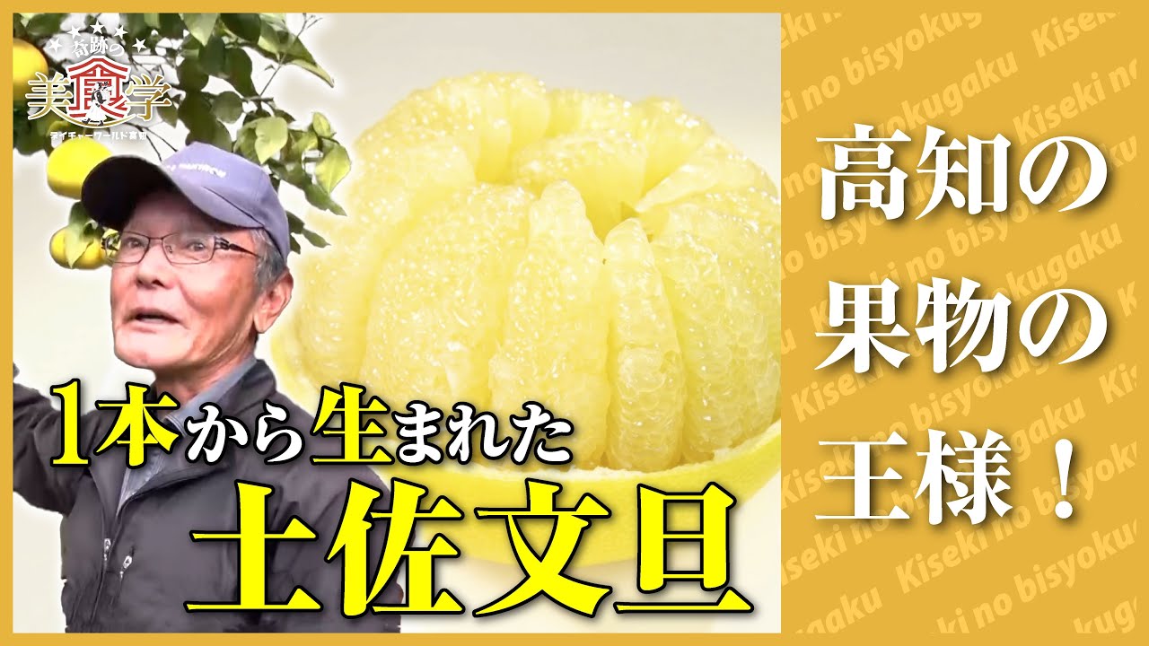 文旦は高知の果物の王様【奇跡の美食学】