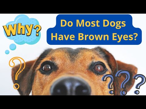 Why Do Most Dogs Have Brown Eyes?