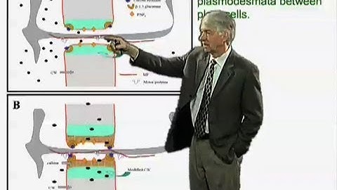 Tobacco mosaic virus - Roger Beachy (Donald Danforth Plant Science Center)