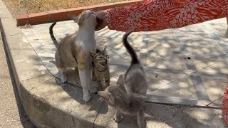 Mama cat is trying to guide her kittens to our car where the cat food is.