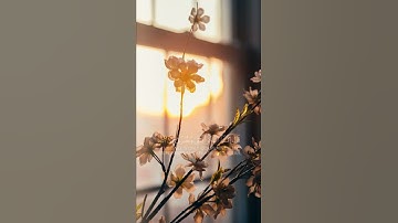 اجمل ايات قرانيه صوت 🌿 جميل تلاوه خاشعه حالات واتس اب 🌿♥️ اسمعها