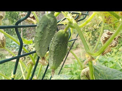 Video: Cum să crești castraveții în aer liber: de la plantare până la recoltare