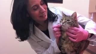 About the Downtown Toronto Cat Clinic