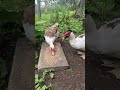 Muscovy ducks 🪶 #muscovyducks #duck #ducks #birds