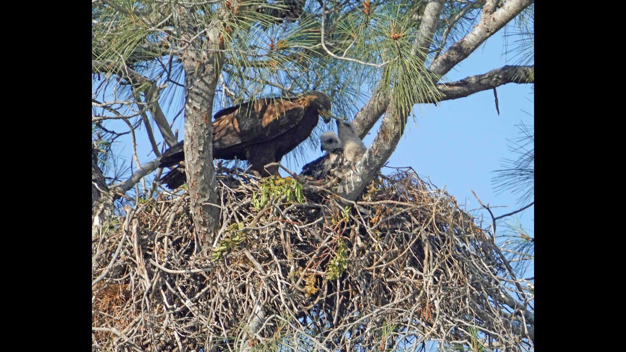 One month old Golden Eagle Chicks Feeding 