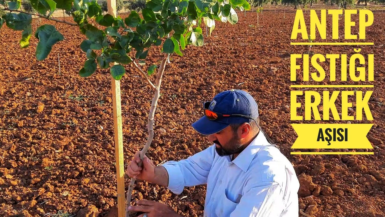 ANTEP FISTIĞI AŞISI , ERKEĞİN ÖNEMİ ve BAHÇEDEKİ TESİSİ