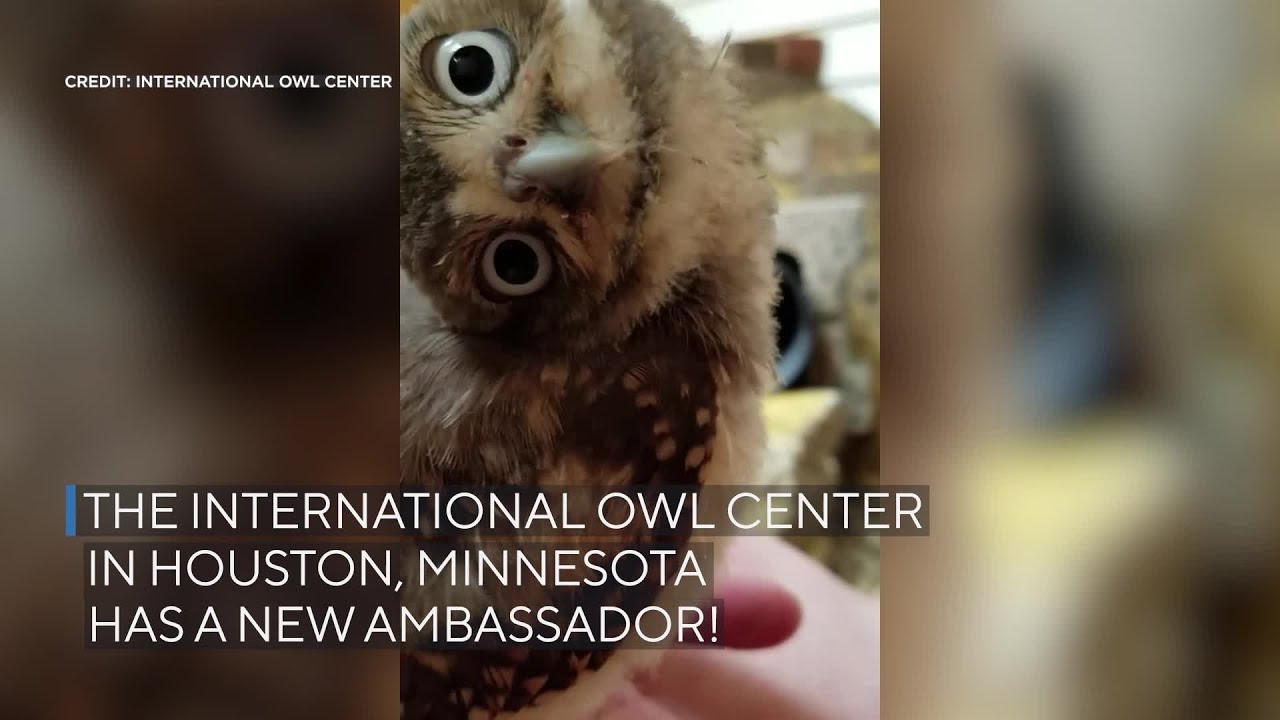 Houston's International Owl Center has a new ambassador, a 7-week-old  burrowing owl - YouTube