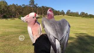 Cockatoos Are Taking Over! 1_2