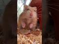 My hamster munching food compilation #hamster#foodtasting#petshorts#cute#munching#petsfunny#petsvlog