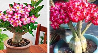 Adeni̇um Çöl Gülü Yeni̇ Türler Satişa Geldi̇ 29 Aralık 2025Şfet