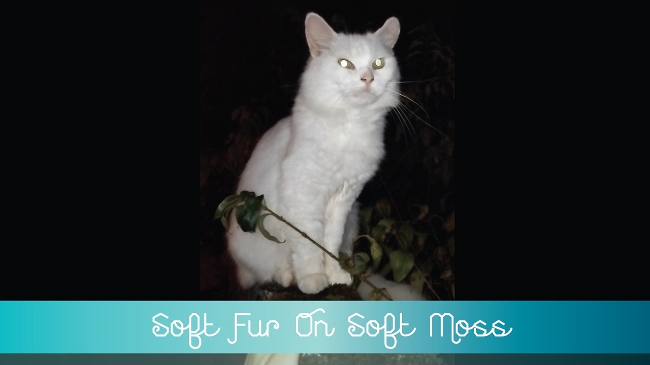 💖 Soft Fur On Soft Moss 💖