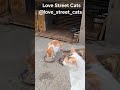 Every meal given saves a stray life