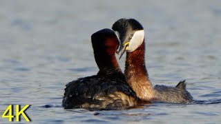 Rothalstaucher: Balz, Nestbau und Paarung  -- Red-necked Grebe: Courtship, Nest Building a. Pairing