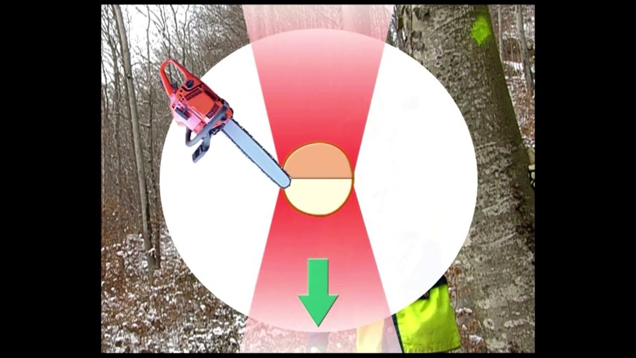 Baumfällen, gewusst wie –  die tiefe Fallkerbe