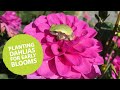 How to plant dahlias early | The Impatient Gardener