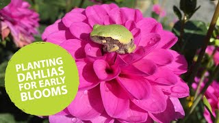 How to plant dahlias early | The Impatient Gardener
