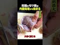 東出昌大 / 熊の内臓の下処理