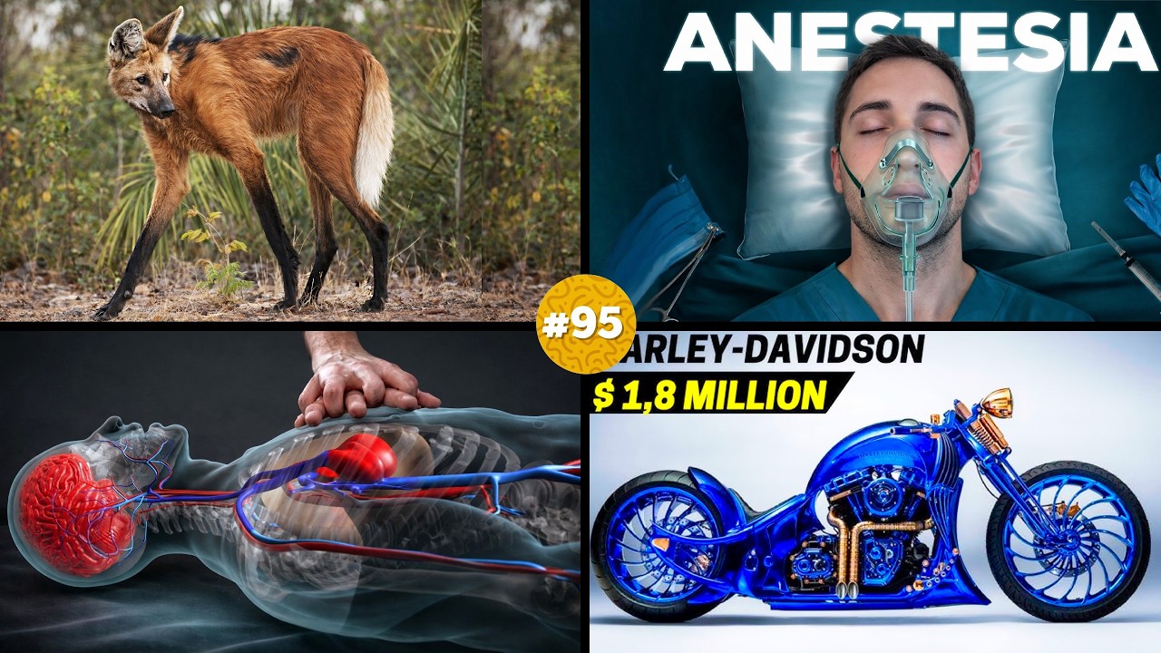 🧠 ¡20 DATOS CURIOSOS que NO sabías hace 5 minutos! 😱#95