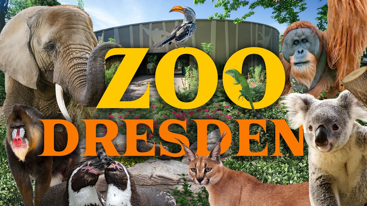 Inside Dresden Zoo and it's NEW Orangutan House! - YouTube