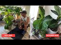 3 Years Later: My Love/Hate Relationship with my Fiddle Leaf Fig (Care Tips) 🪴