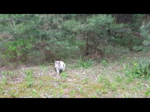 Video: Norvēģijas Meža Kaķu šķirnes Hipoalerģisks, Veselības Un Dzīves Ilgums