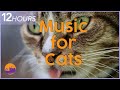 Calming Music for Cats - 12 Hour Soothing Melody Mix | Anxiety Cure 🐾