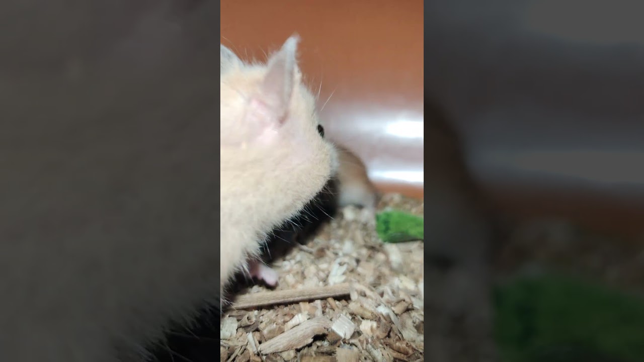 hamster 🐹 #shorts #hamster #hamstercare #hamsterhabitats #hamstervideo #hamsterfarming#pets