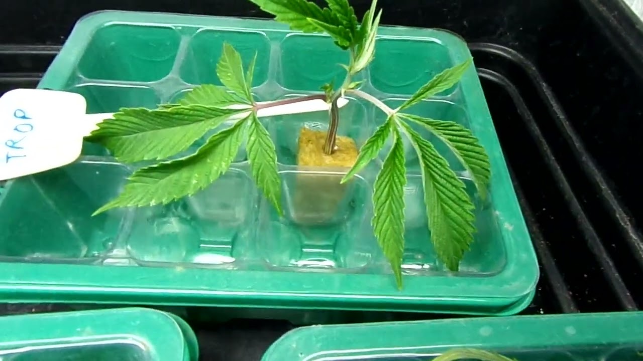 Cannabis cuts one of each USA breeder strains