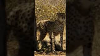 Incredible A Cheetah Sprints to Catch a Springbok