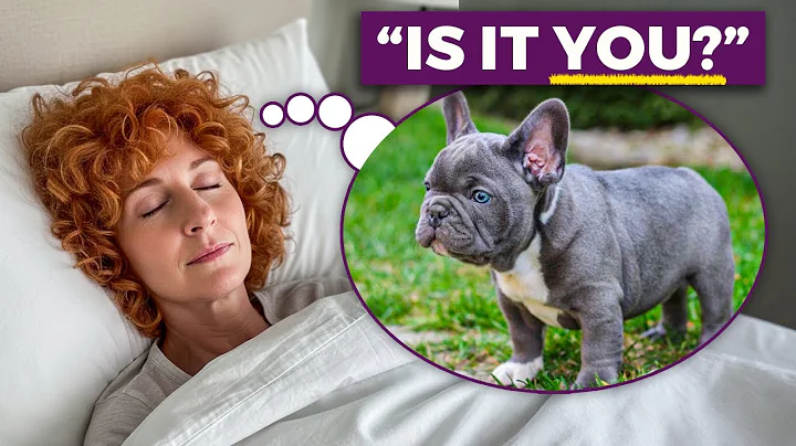 6 Weird Signs That Prove Your Pet is Visiting from the afterlife