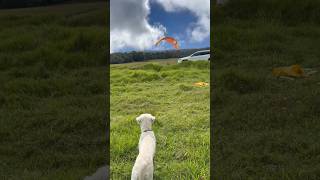 Puppy’s 1st day out in Hawaii! Here’s how it went 🌞 #goldenretriever #puppy #dogshorts #cutepuppy