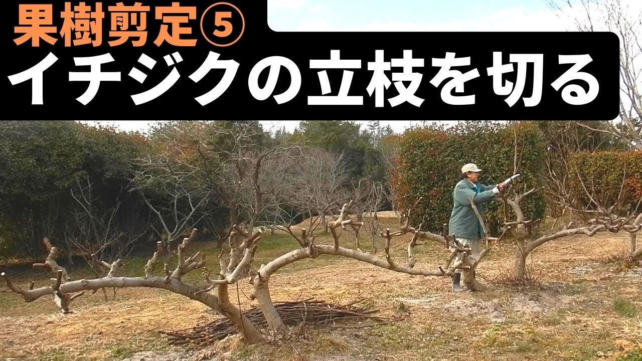 201：カミキリムシもスズメバチも大好きなイチジクの剪定2112