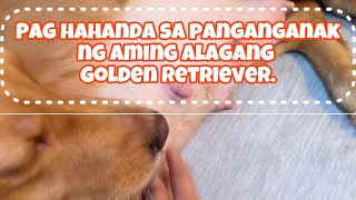 ‼PAG HAHANDA SA PANGANGANAK NG AMING  GENTLE GIANT | GOLDEN RETRIEVER‼