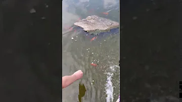 Jak krmit akvarijní ryby?
