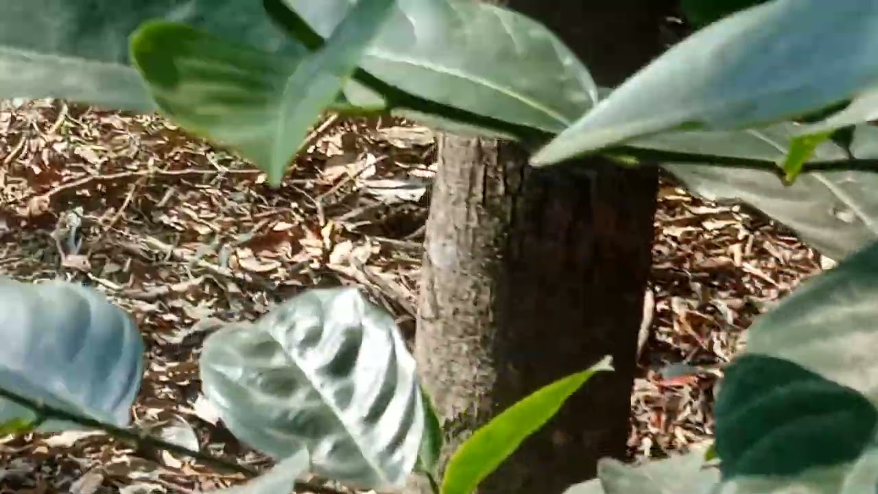 quay một vườn cây sưa đỏ và nhiều con vật nuôi đẹp 