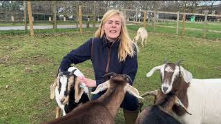 Meet Wicksteed Park's Goats