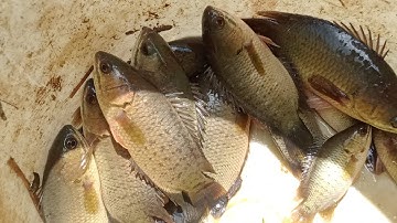 Câu Cá Rô Đồng Câu Chỗ Này Cá Ăn Thấy Đã Giật Cần Nó Sướng Tay Mới Thả Là Ăn Và Thành Quả