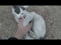 Забавный кот у меня на работе/видео с кошками/милые котята/помощь животным