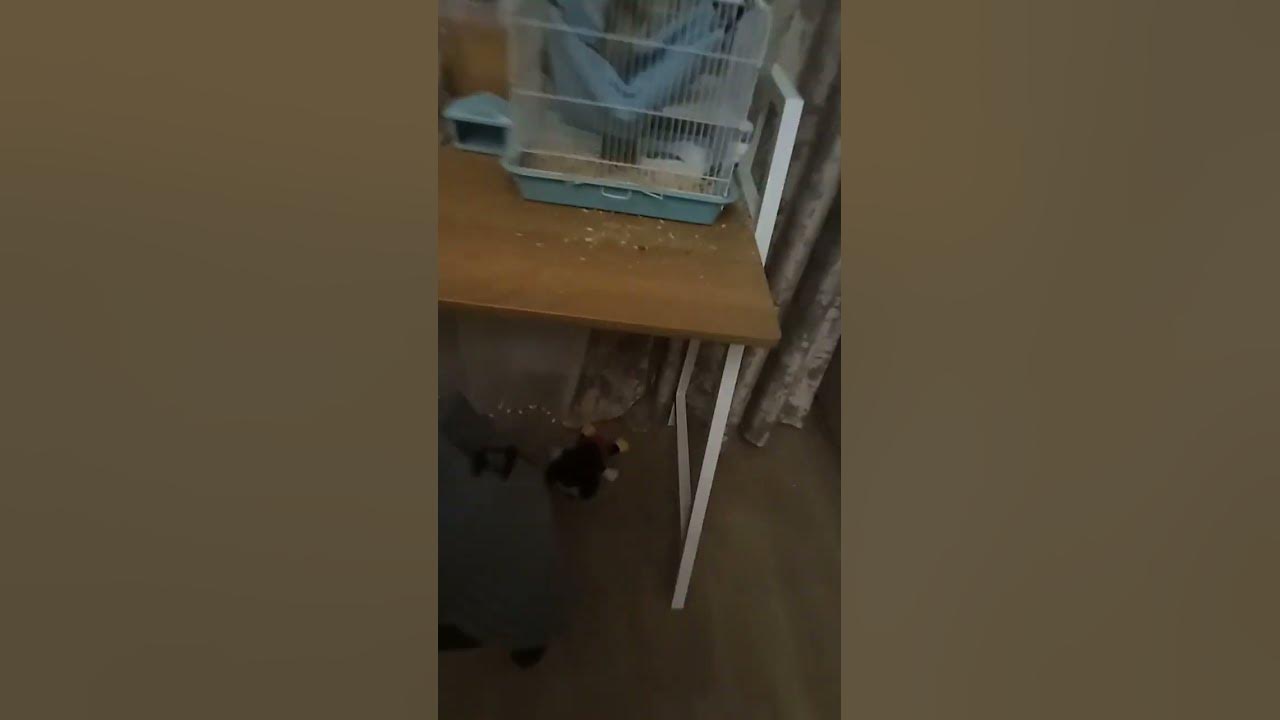 КОТ НЕ КУШАЙ 🐿️🐿️🐿️ - YouTube