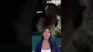 Cracking The Code  Understanding Cat Language