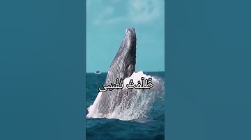 تلاوة نادرة للقارئ عبدالباسط عبدالصمد