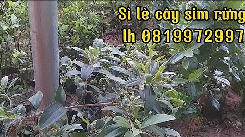 Video toàn cảnh sỉ lẻ cây sim rừng toàn quốc, lh 0819972997