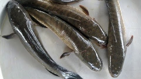 Xem Mùa Gặt Lúa và Bắt Cá ở Miền Tây kiểu mới | Du lịch miền tây