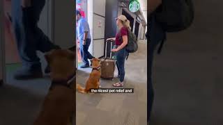 Where does a Service Dog go to the bathroom at the airport?