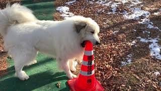 コーンを盗むアラン　Great Pyrenees　グレートピレニーズ