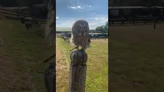 Earl the great grey owl on owl encounters with guests. Fantastic owl  😊